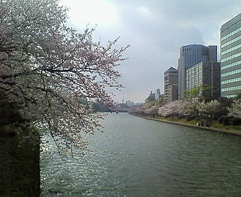 舞鶴公園の桜
