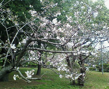 さくら