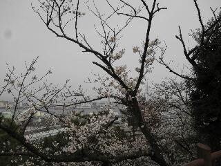 西公園のさくら２